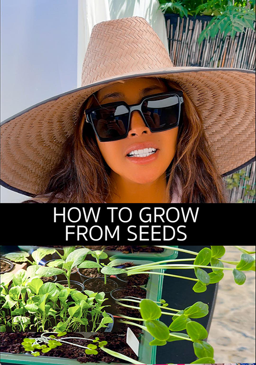 Step by step growing seedlings guide