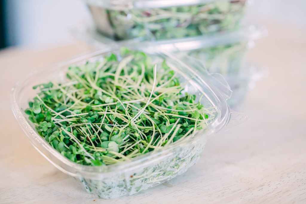 How To Grow Sprouts, Step By Step